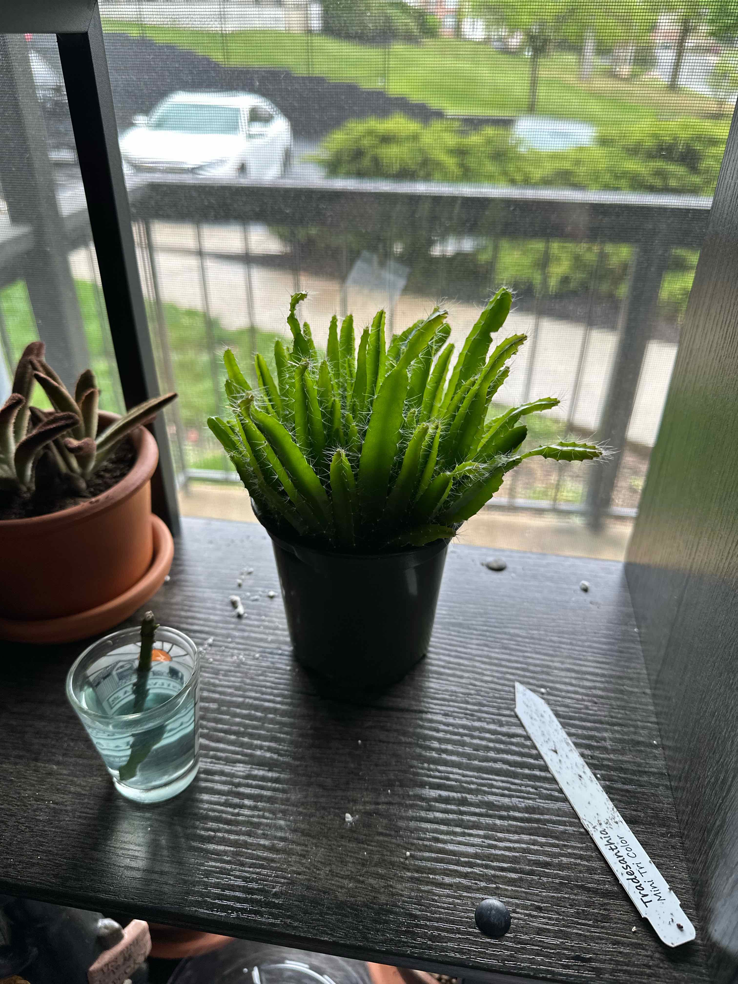 Photo of the plant species Macho Milano by @futureghost named andarna on Greg, the plant care app