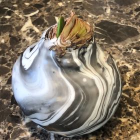 Photo of the plant species Welwitschia by @DreamyDropwort named Elina on Greg, the plant care app