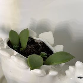 Photo of the plant species Echeveria 'Emerald Ripple' by @ClearcutTawa named Sir Plancelot on Greg, the plant care app