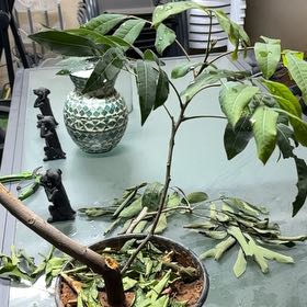 Photo of the plant species Longan by @FabArugula96 named Girlfrond on Greg, the plant care app