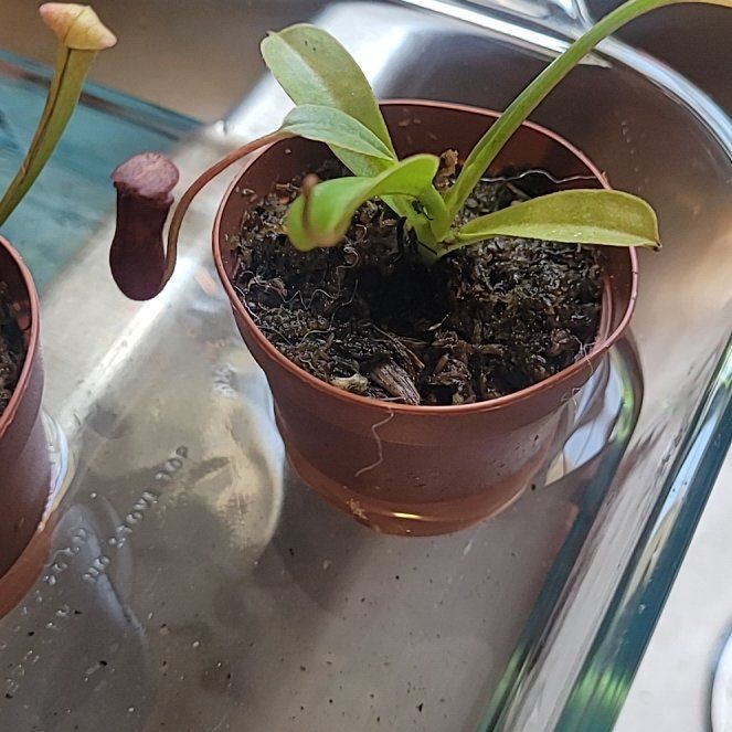 Photo of the plant species Sundew by @PetMelittis14 named Marilyn on Greg, the plant care app