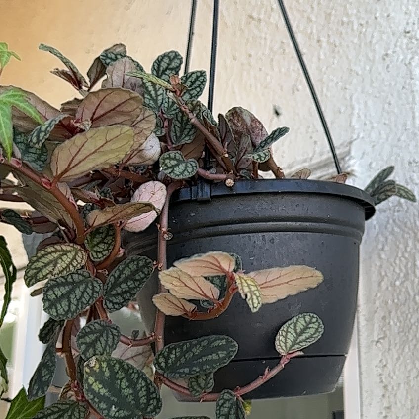 Photo of the plant species Satin Pulchra by @YeahHoyamemoria named Emerson on Greg, the plant care app