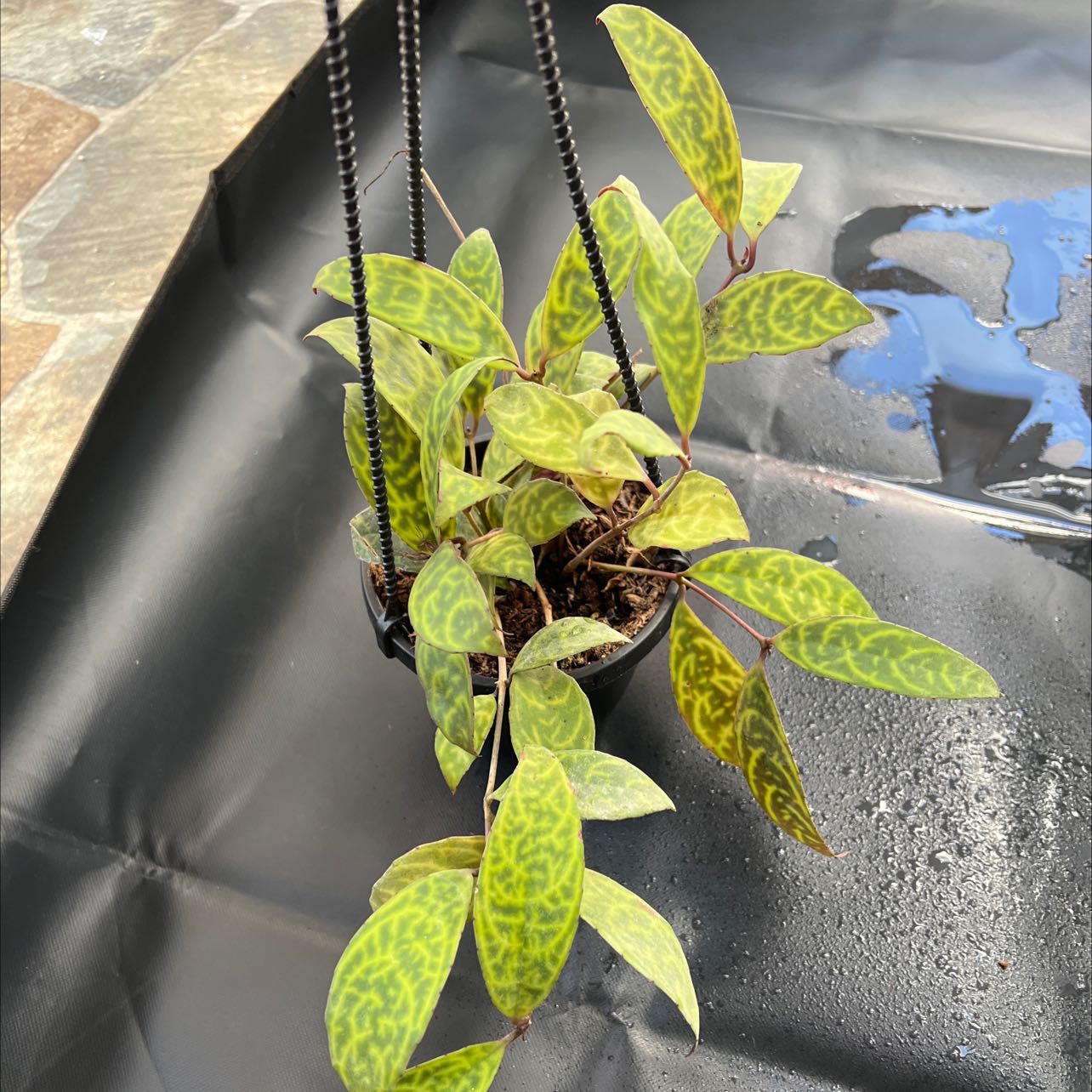 Black Pagoda Lipstick Plant in a hanging pot with some yellowing leaves.