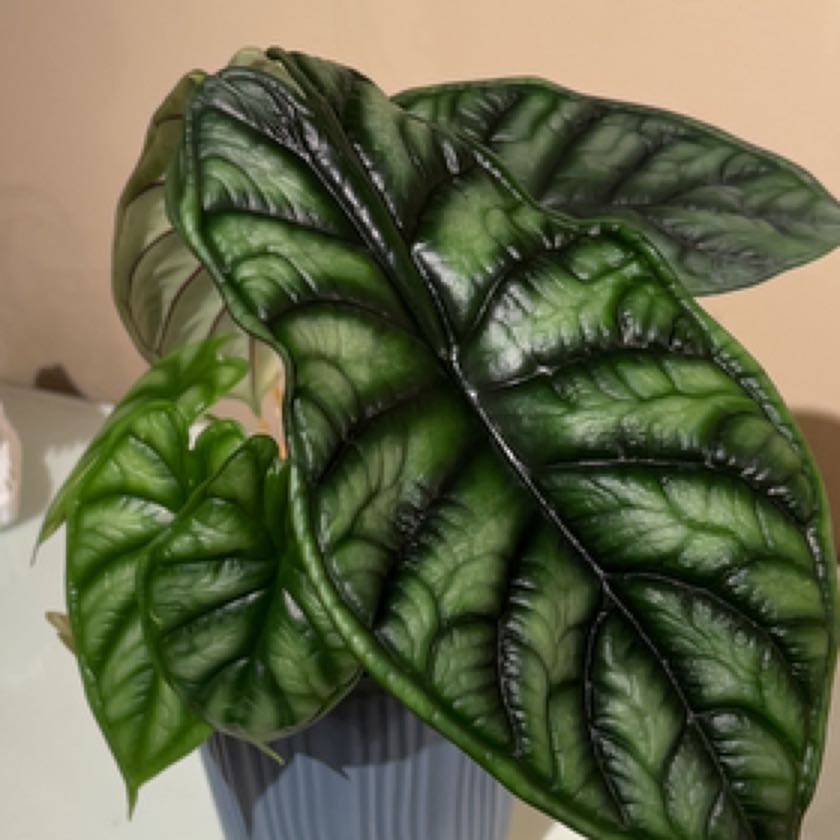 Healthy Alocasia 'Dragon Scale' plant with vibrant green leaves and prominent veining.