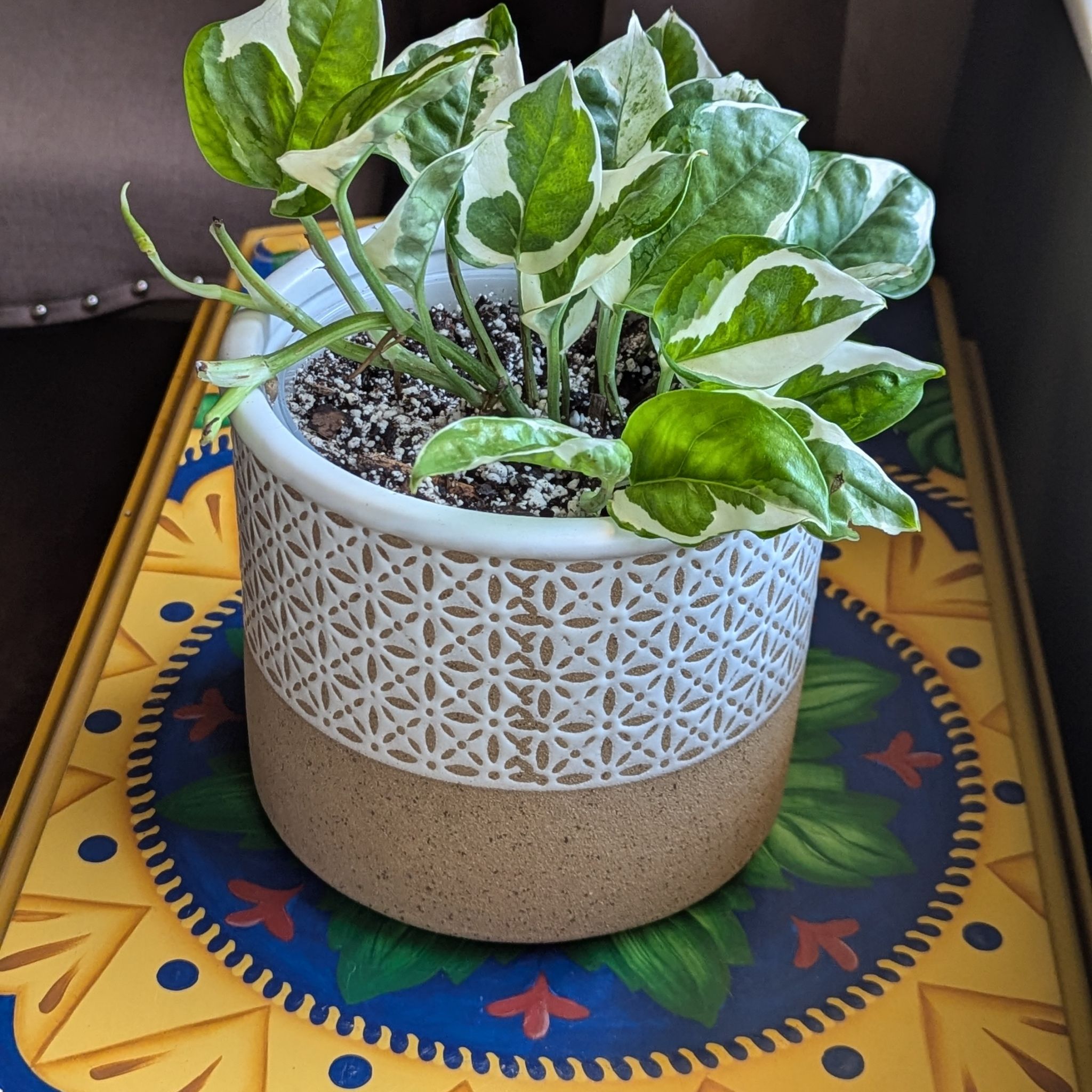 Photo of the plant species Pothos Glacier by @jillebean named Parcel on Greg, the plant care app