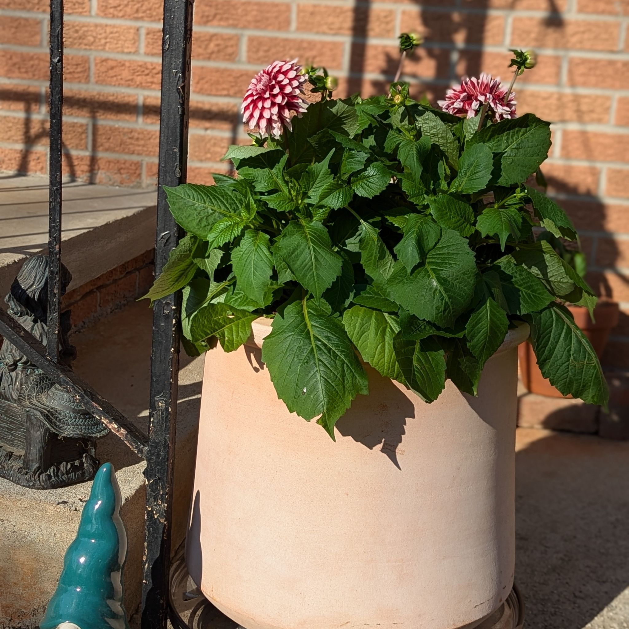 Photo of the plant species Mystery Day Dahlia by @jillebean named Dahlia on Greg, the plant care app