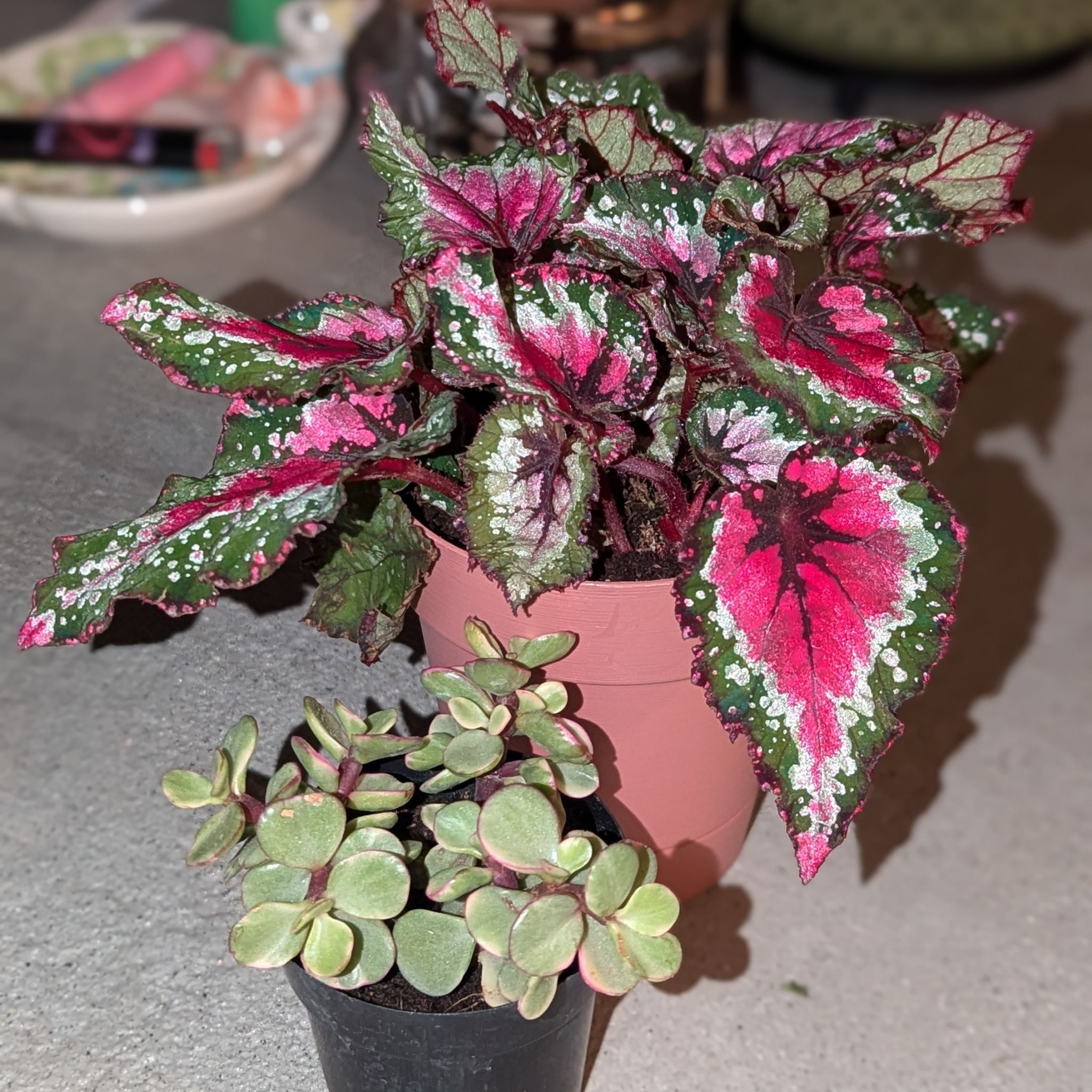 Photo of the plant species Rainbow Bush by @jillebean named Elton John on Greg, the plant care app