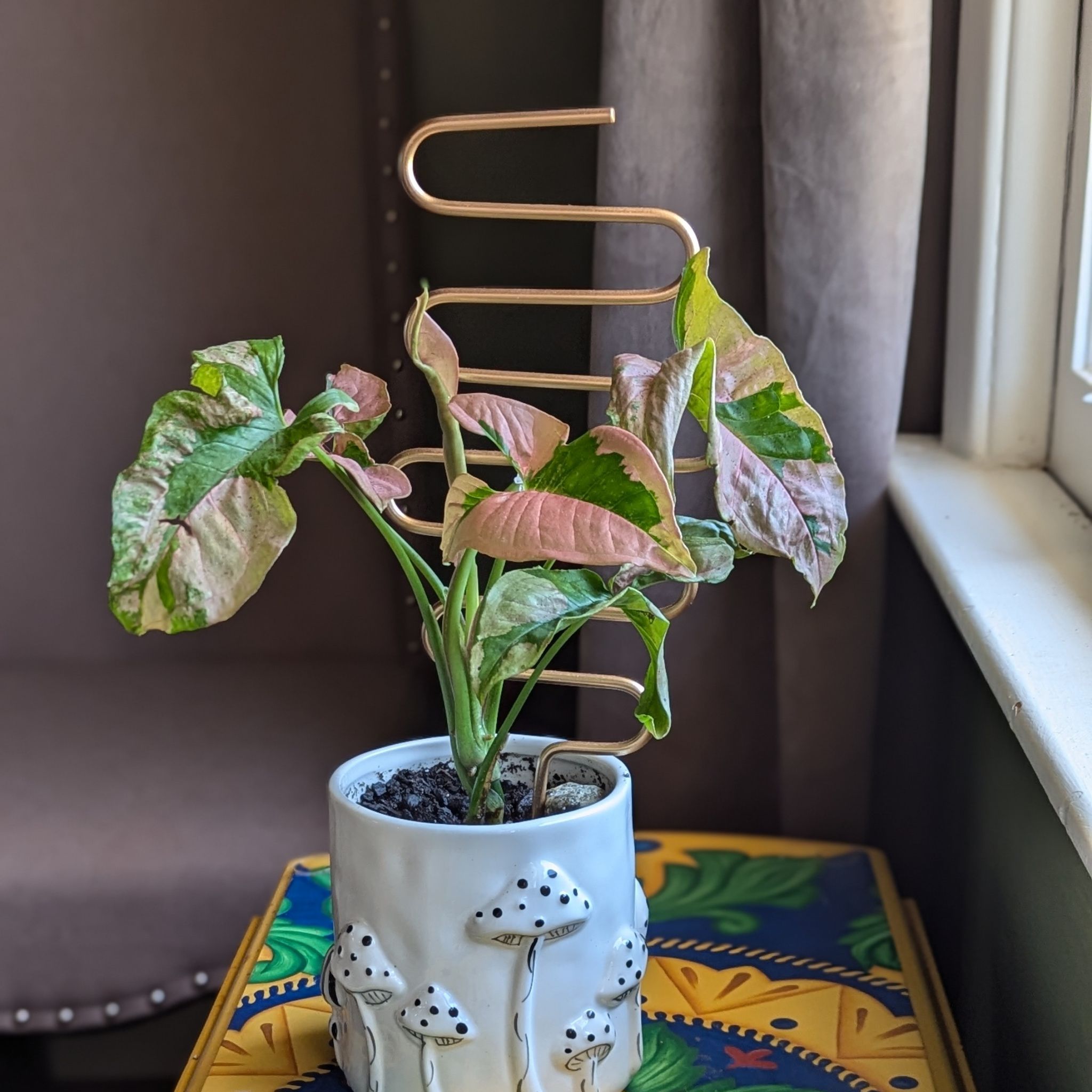 Photo of the plant species Syngonium Pink Lava by @jillebean named Barbie on Greg, the plant care app