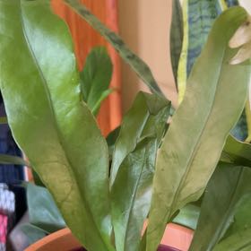 Photo of the plant species Green Flame by @NiftyBlueash named Cleopatra on Greg, the plant care app