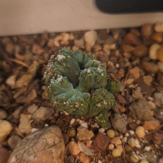 Photo of the plant species Ming Thing Cactus by @QuirkySeaoats93 named Ronaldo on Greg, the plant care app