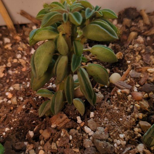 Plant care for pepperomia bellybuttons on Greg, the plant care app