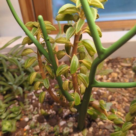 Photo of the plant species Peperomia asperula by @QuirkySeaoats93 named Athena on Greg, the plant care app