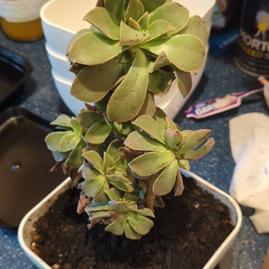 Photo of the plant species Aeonuim leucoberpharum by @QuirkySeaoats93 named Curie on Greg, the plant care app