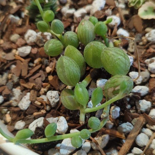Photo of the plant species String of Watermelons by @QuirkySeaoats93 named Huckleberry Fern on Greg, the plant care app