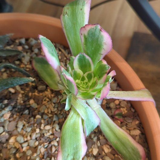 Photo of the plant species Tradescantia by @QuirkySeaoats93 named Luna on Greg, the plant care app