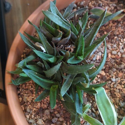 Photo of the plant species Aloe 'Walmsley's Bronze' by @QuirkySeaoats93 named Harmony on Greg, the plant care app