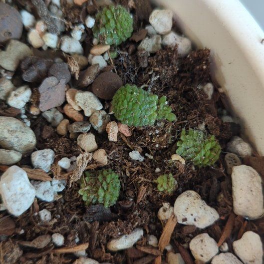 Photo of the plant species Monanthes polyphylla by @QuirkySeaoats93 named Apollo on Greg, the plant care app