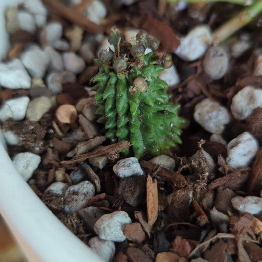 Photo of the plant species Susanne's Spurge by @QuirkySeaoats93 named Oscar on Greg, the plant care app