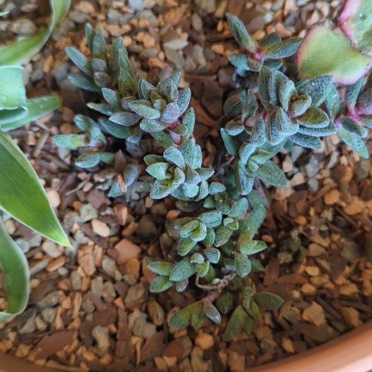 Photo of the plant species Crassula justi-corderoyi by @QuirkySeaoats93 named Gaga on Greg, the plant care app