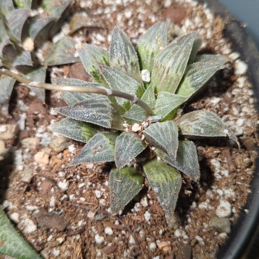Photo of the plant species Haworthia emelyae by @QuirkySeaoats93 named Beckham on Greg, the plant care app