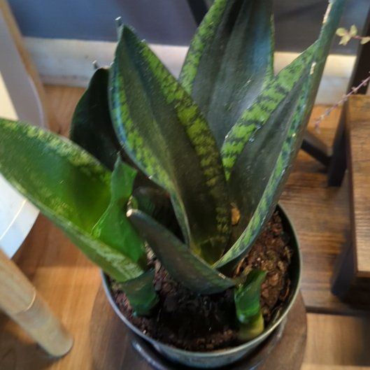 Photo of the plant species Sansevieria Silver Flame by @QuirkySeaoats93 named Sonora on Greg, the plant care app