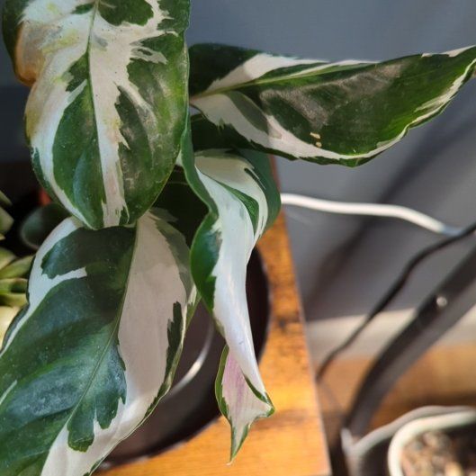 Photo of the plant species White Fusion Peacock Plant by @QuirkySeaoats93 named Baesil on Greg, the plant care app