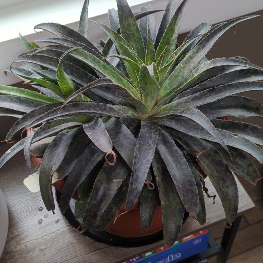 Photo of the plant species Inkblot Mangave by @QuirkySeaoats93 named Sage on Greg, the plant care app
