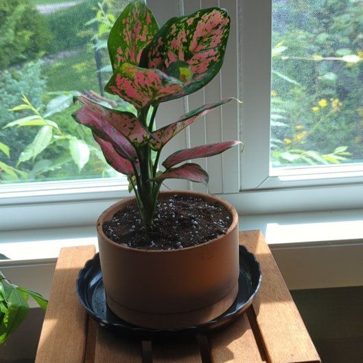 Photo of the plant species Aglaonema 'Ruby' by @QuirkySeaoats93 named Elina on Greg, the plant care app