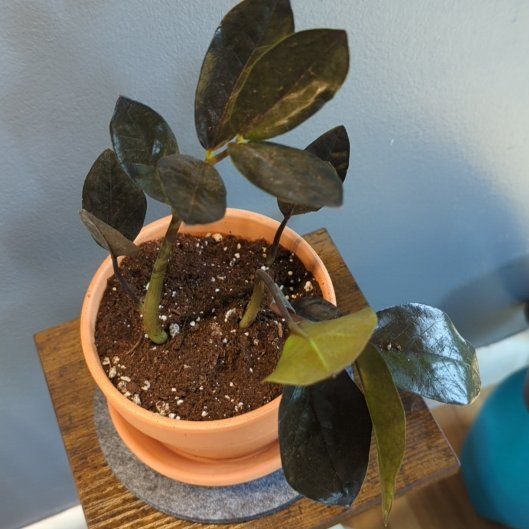 Photo of the plant species Nova Star ZZ Plant by @QuirkySeaoats93 named Delilah on Greg, the plant care app