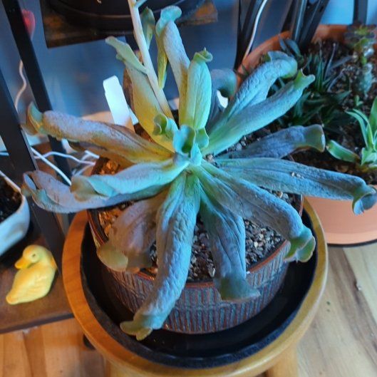 Photo of the plant species Culibra Echeveria by @QuirkySeaoats93 named Sol on Greg, the plant care app