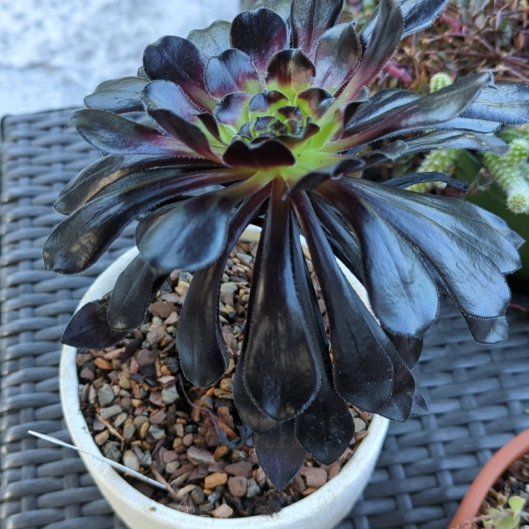 Photo of the plant species Aeonium arboreum 'Zwartkop' by @QuirkySeaoats93 named Marilyn on Greg, the plant care app