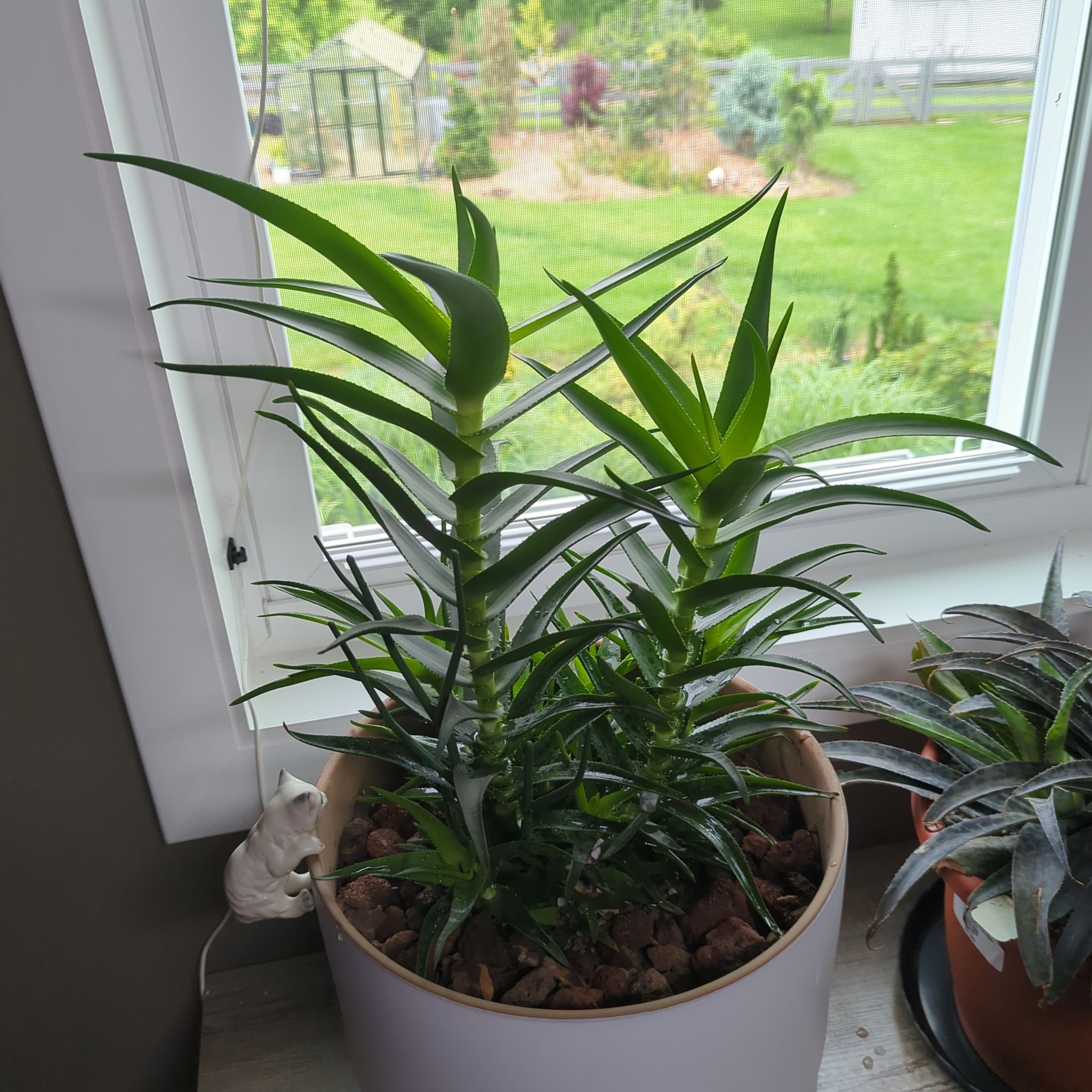 Photo of the plant species Hardy Aloe by @QuirkySeaoats93 named Michelle Branch on Greg, the plant care app