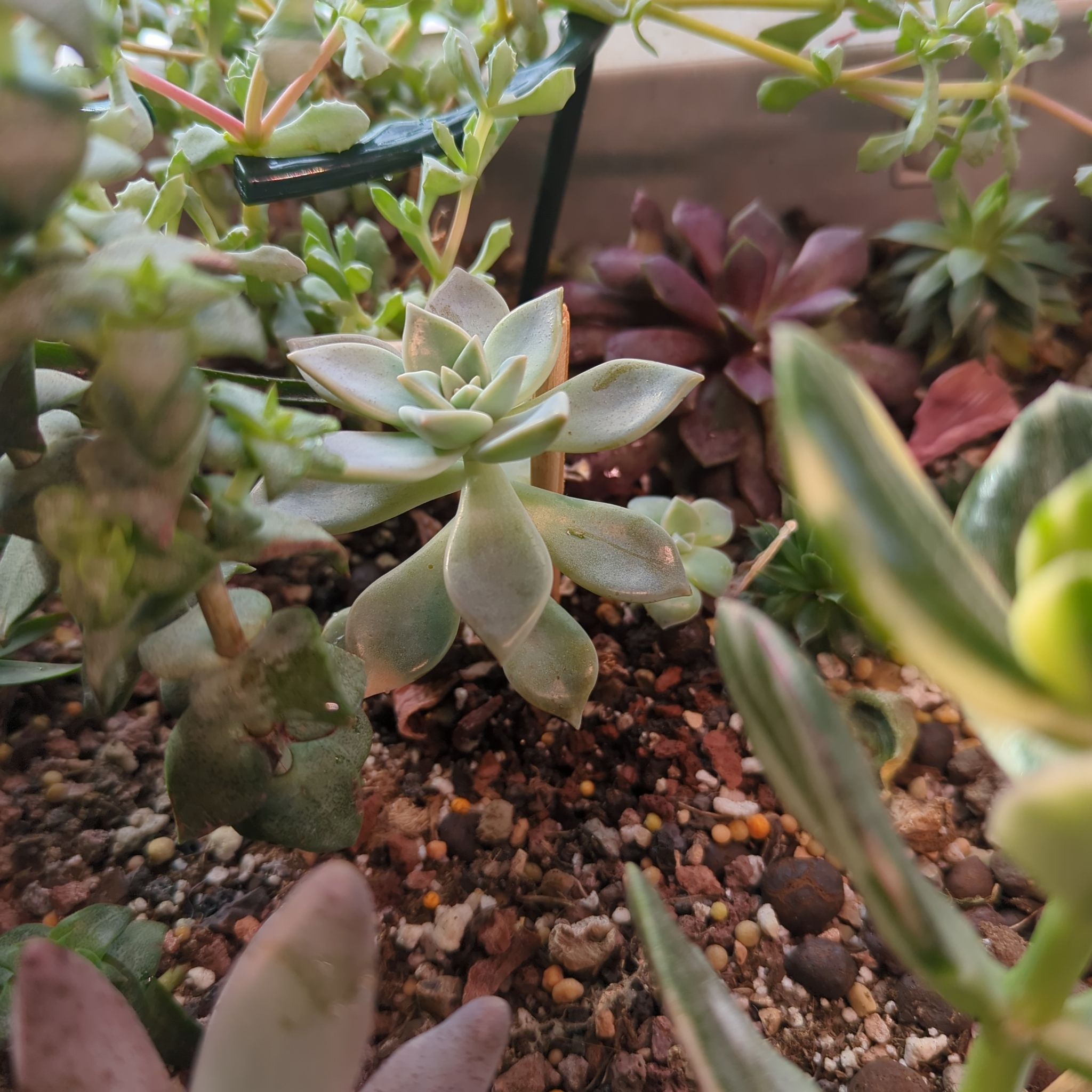 Photo of the plant species Variegated Ghost Plant by @QuirkySeaoats93 named Sonora on Greg, the plant care app