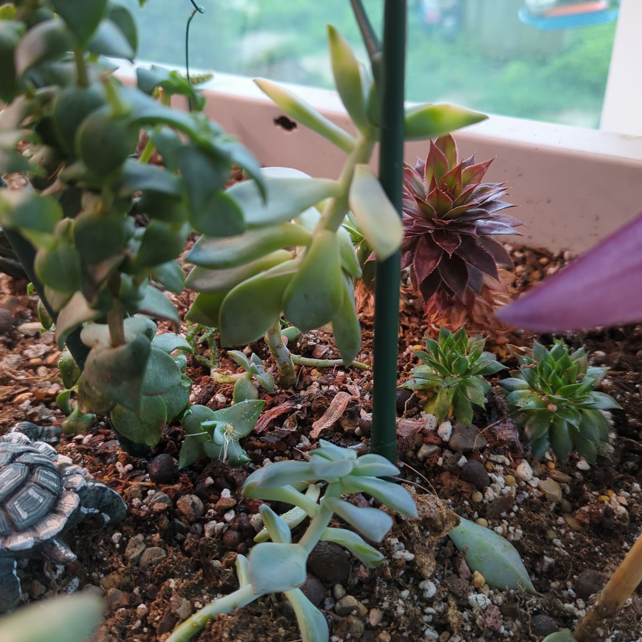 Photo of the plant species Variegated Ghost Plant by @QuirkySeaoats93 named Sonora on Greg, the plant care app