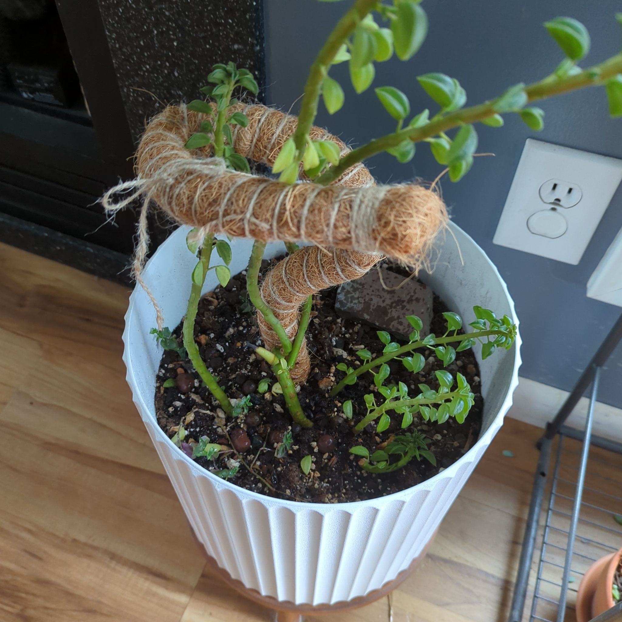 Photo of the plant species Peperomia asperula by @QuirkySeaoats93 named Peter Parker on Greg, the plant care app