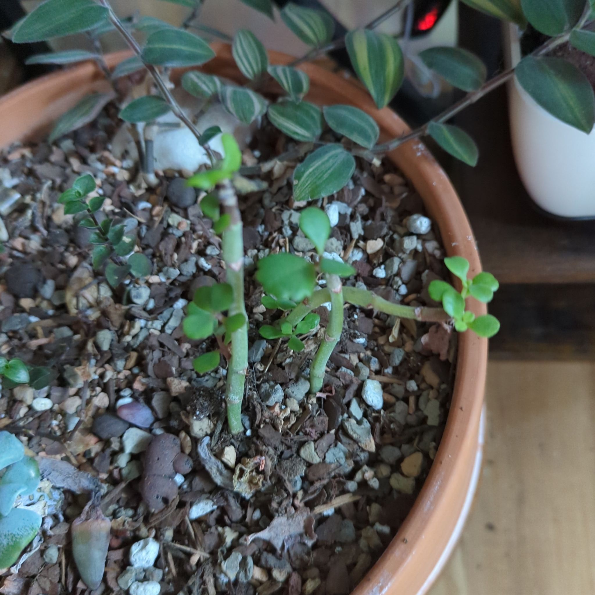 Photo of the plant species Kalanchoe sexangularis by @QuirkySeaoats93 named Spike Leaves on Greg, the plant care app