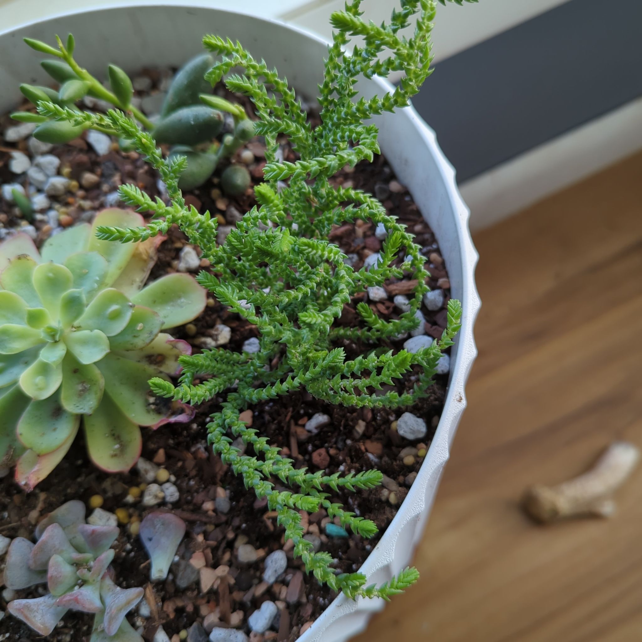 Photo of the plant species Watch Chain by @QuirkySeaoats93 named Morgan Treeman on Greg, the plant care app