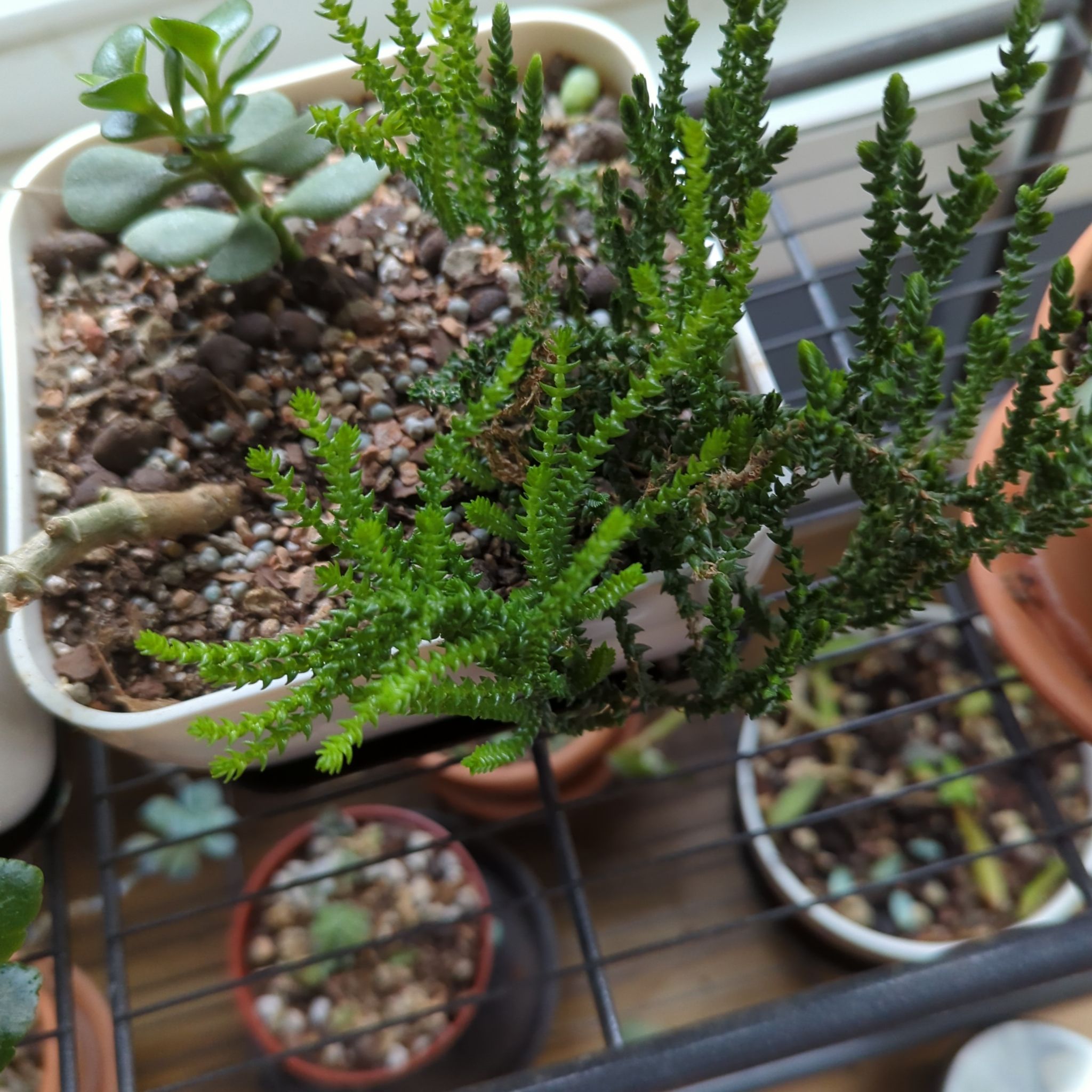 Photo of the plant species Watch Chain by @QuirkySeaoats93 named Morgan Treeman on Greg, the plant care app
