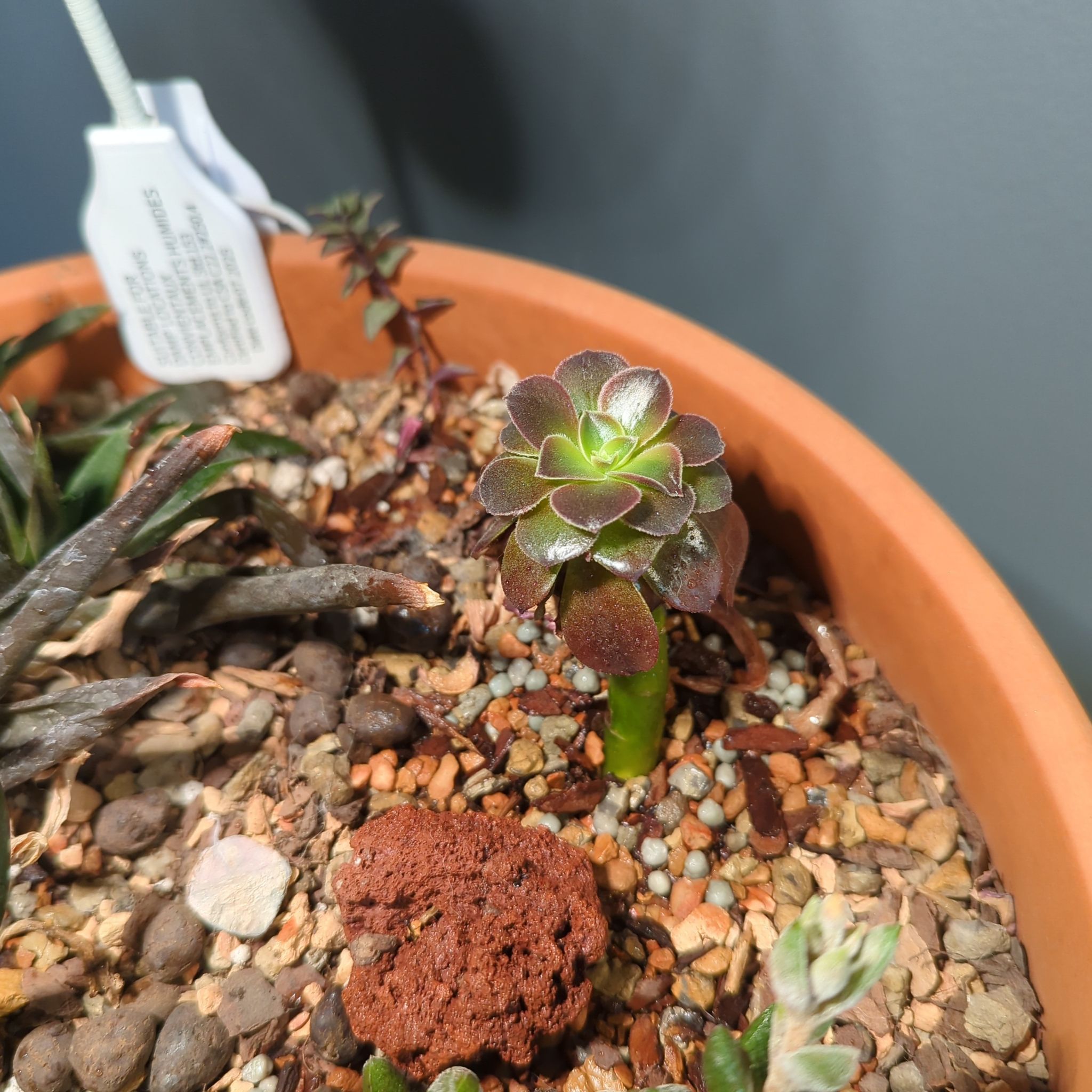Photo of the plant species Echeveria 'Black Knight' by @QuirkySeaoats93 named Luna on Greg, the plant care app