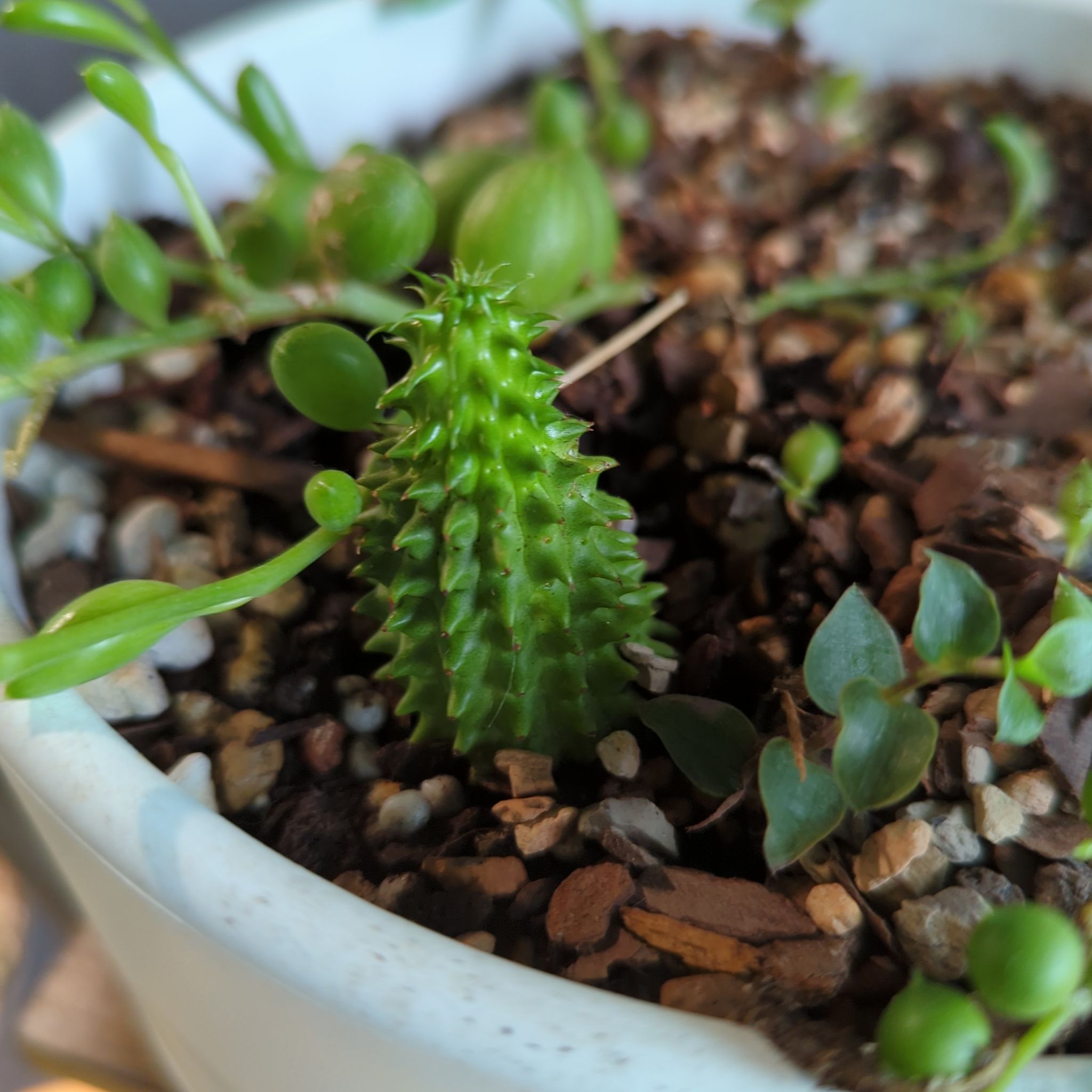 Photo of the plant species Susanne's Spurge by @QuirkySeaoats93 named Oscar on Greg, the plant care app