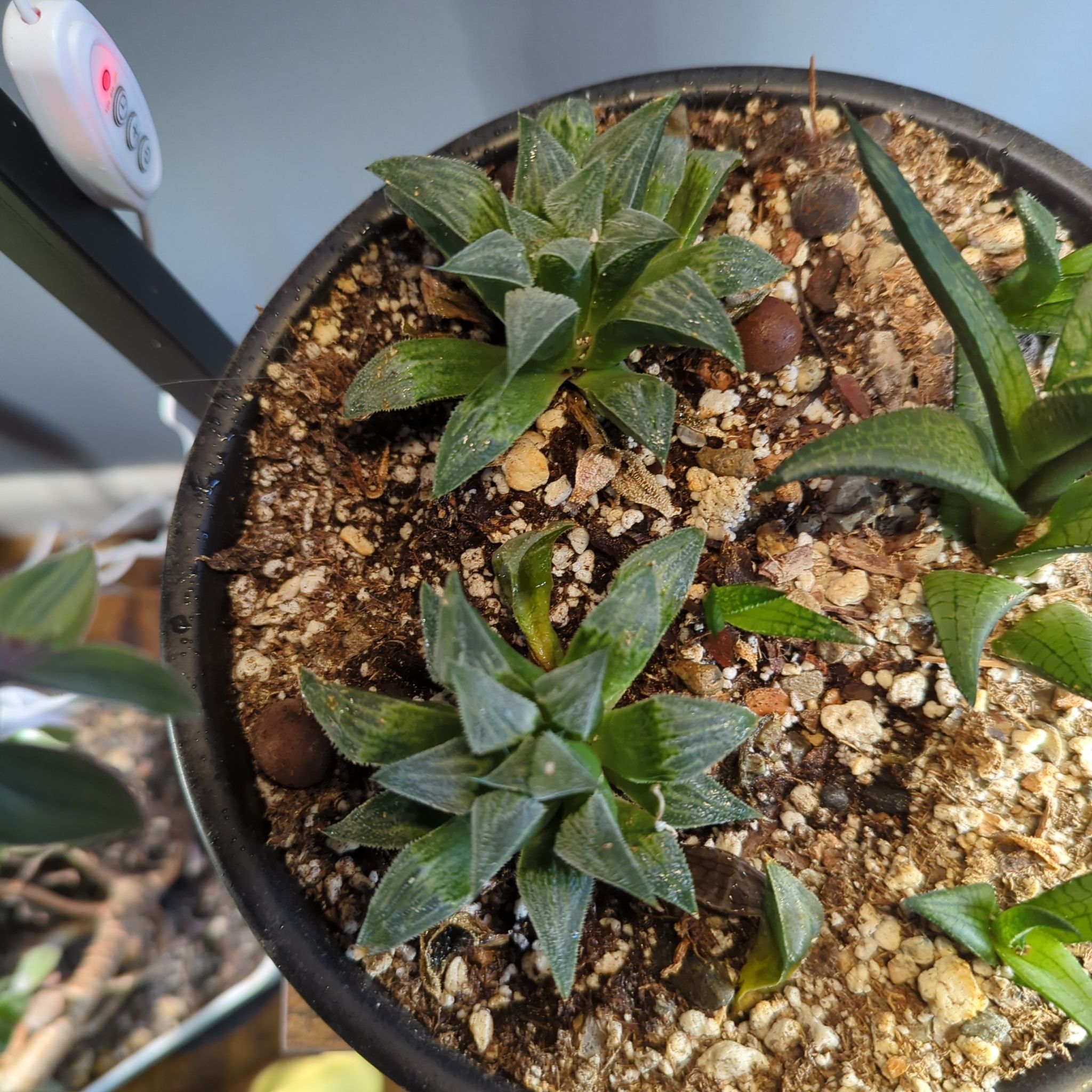 Photo of the plant species Haworthia emelyae by @QuirkySeaoats93 named Beckham on Greg, the plant care app
