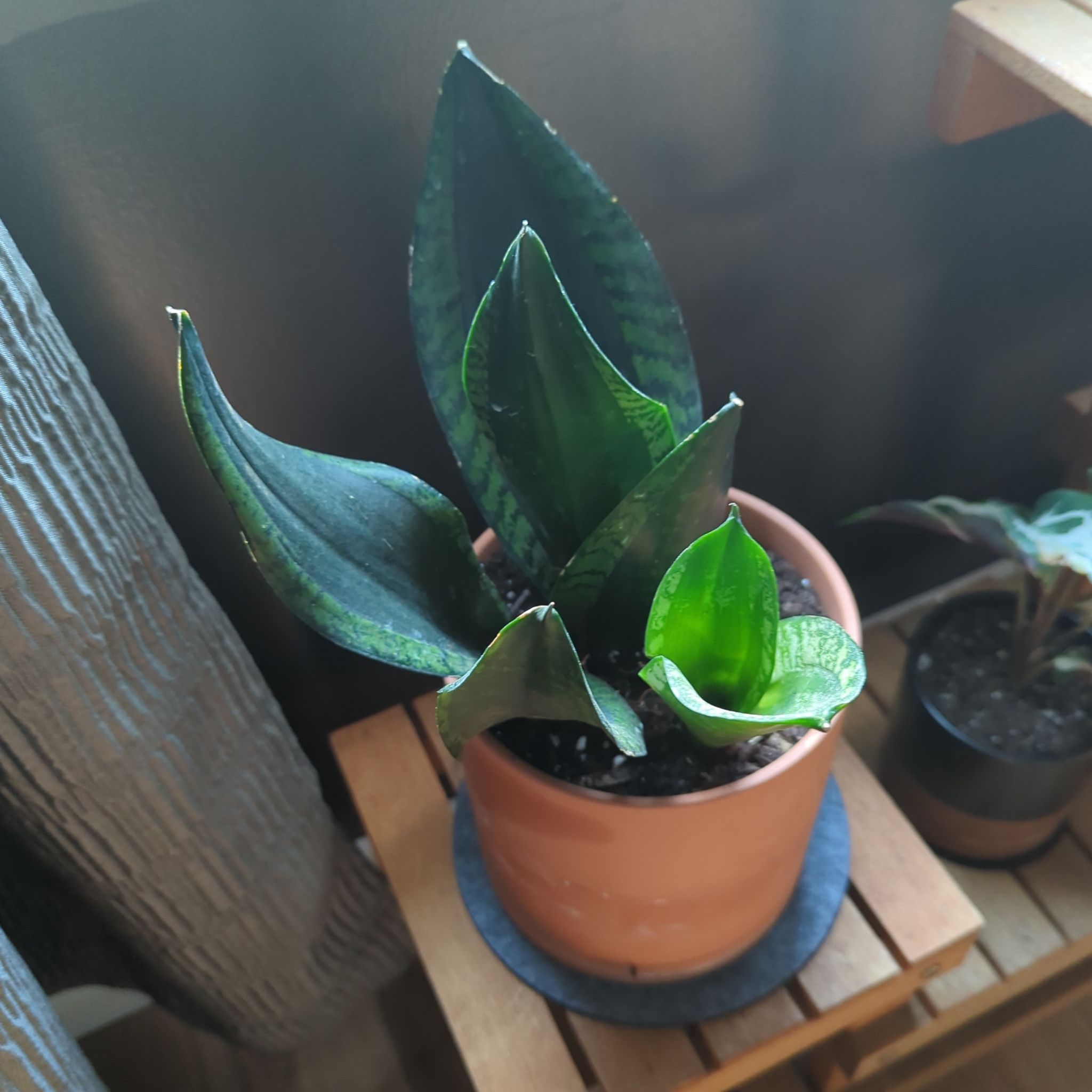Photo of the plant species Sansevieria Silver Flame by @QuirkySeaoats93 named Sonora on Greg, the plant care app
