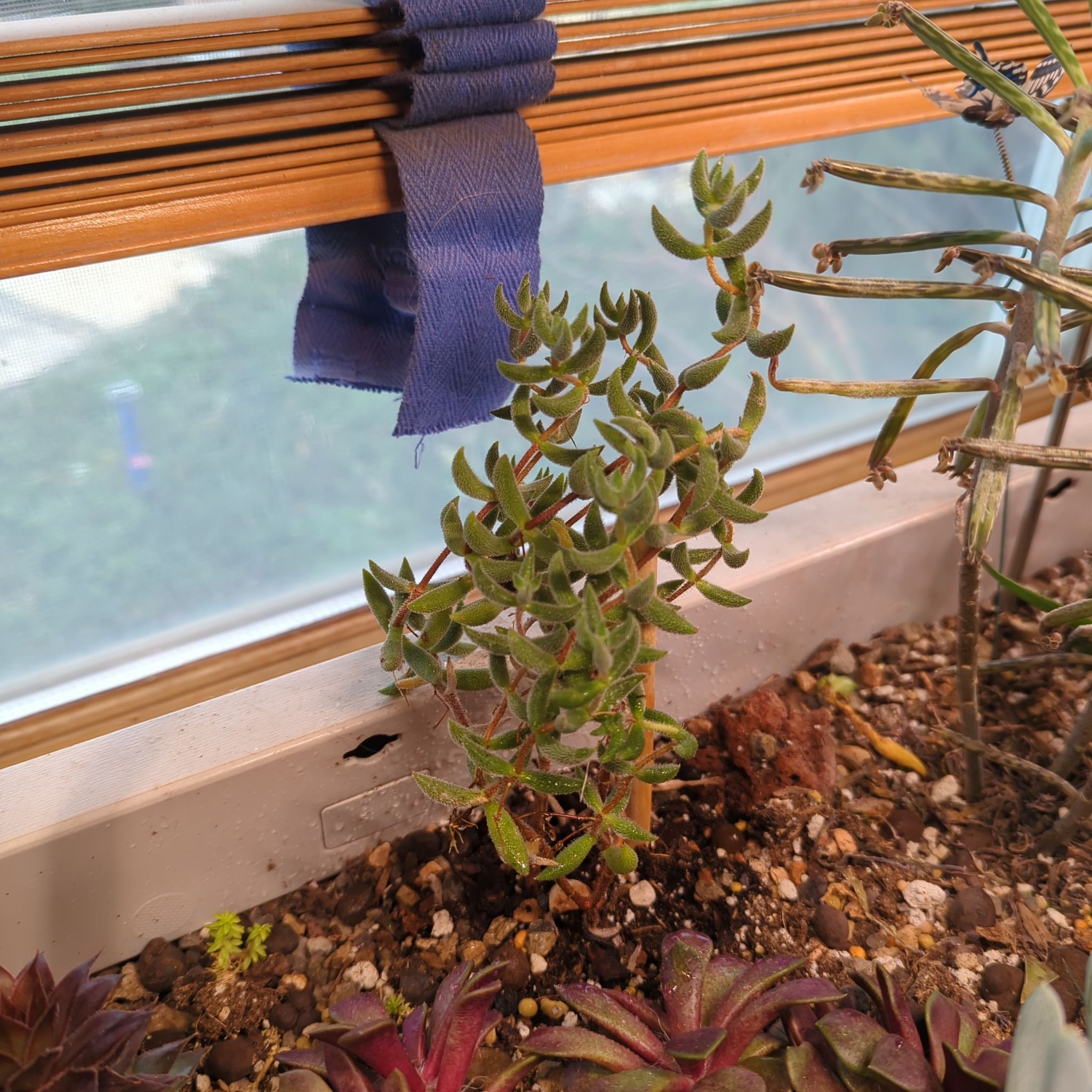 Photo of the plant species pink ice plant by @QuirkySeaoats93 named Mochi on Greg, the plant care app
