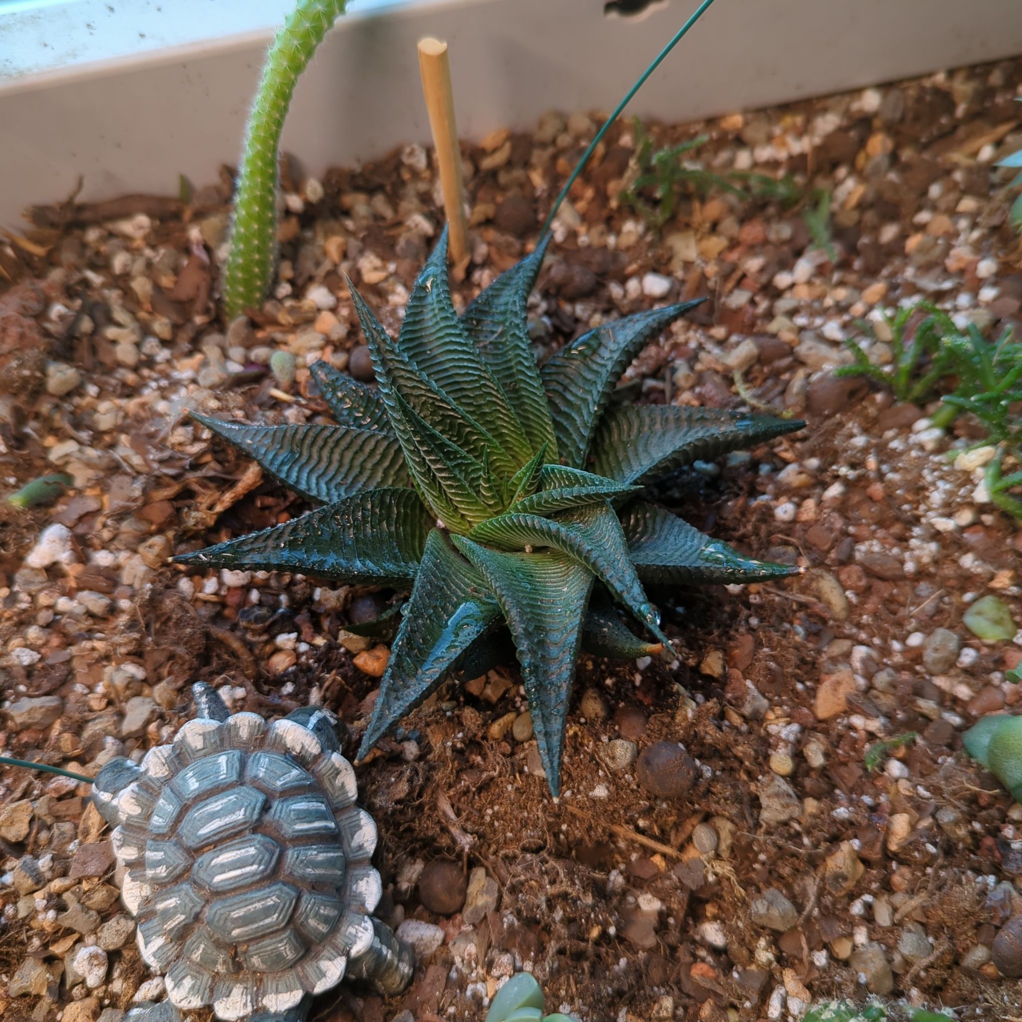 Photo of the plant species Haworthiopsis limifolia 'Twister' by @QuirkySeaoats93 named Mollie on Greg, the plant care app