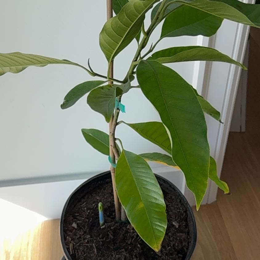 Plant care for Fairy Magnolia on Greg, the plant care app