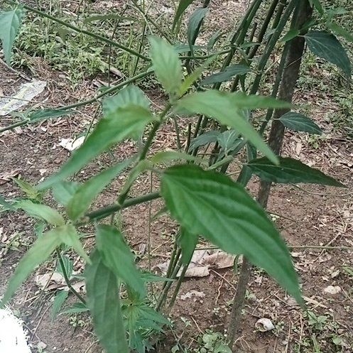 Photo of the plant species Cat's Whiskers by @CunningJade4 named Eva on Greg, the plant care app