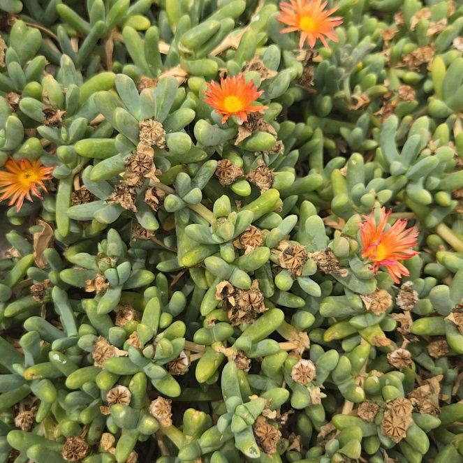 Photo of the plant species Coppery Mesemb by @ProLilliput32 named Mollie on Greg, the plant care app