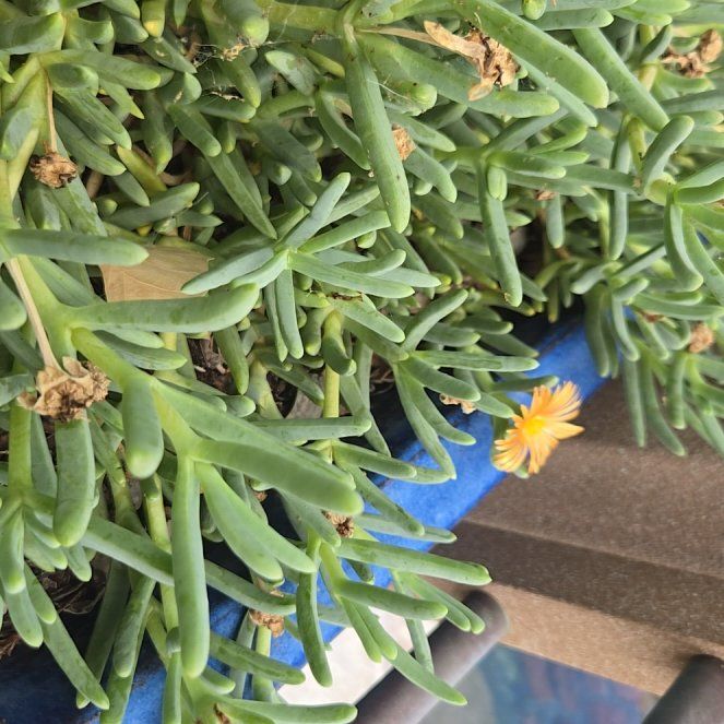 Photo of the plant species Coppery Mesemb by @ProLilliput32 named Lola on Greg, the plant care app