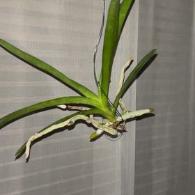 Photo of the plant species Vanda orchid by @DevotedPinetree named Naomi on Greg, the plant care app