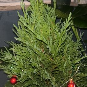 Photo of the plant species Leyland Cypress by @DevotedPinetree named Orwell on Greg, the plant care app